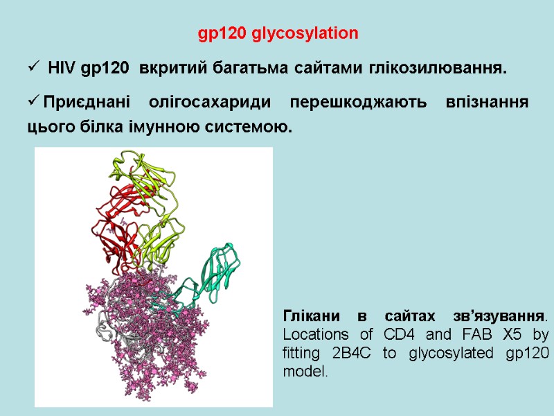 gp120 glycosylation   HIV gp120  вкритий багатьма сайтами глікозилювання. Приєднані олігосахариди перешкоджають